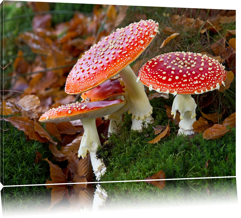 Pixxprint Fliegenpilze auf Waldboden, Leinwandbild