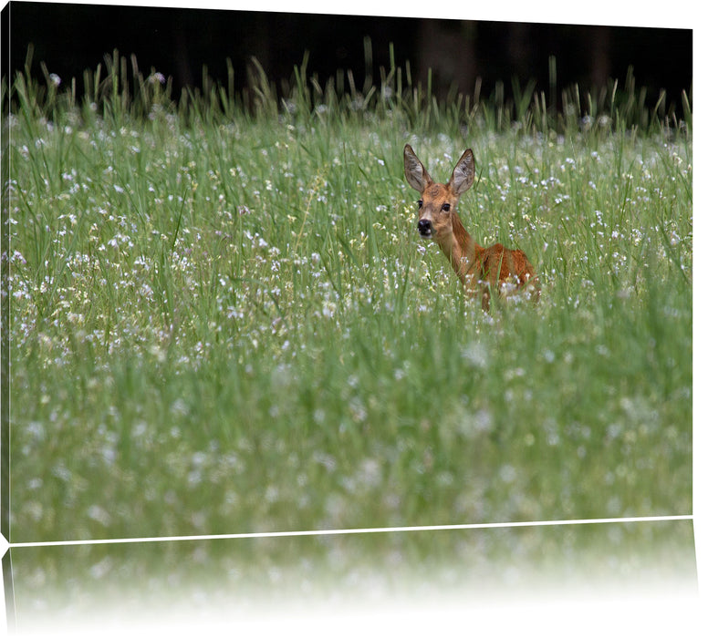 Pixxprint kleines Rehkitz auf Wiese, Leinwandbild