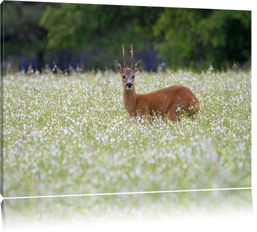 junger Hirsch auf Wildwiese Leinwandbild