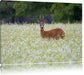 junger Hirsch auf Wildwiese Leinwandbild