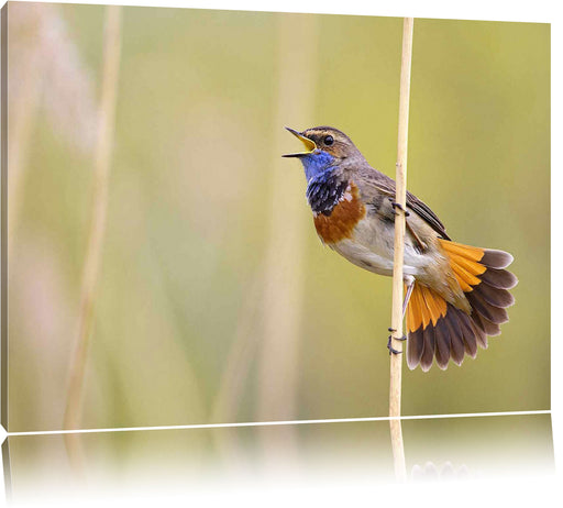 schönes kleines Blaukehlchen Leinwandbild