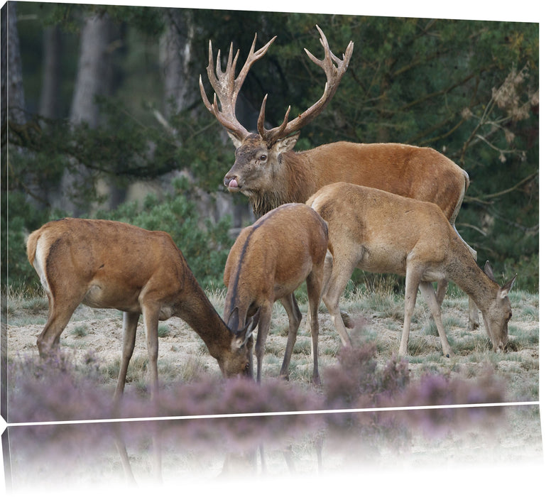 Pixxprint Hirschfamilie auf Waldlichtung, Leinwandbild