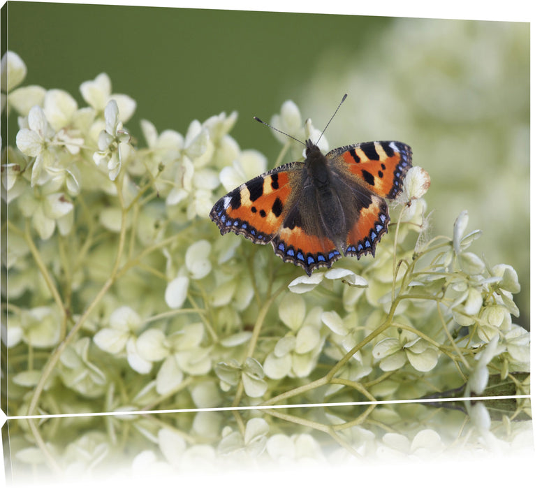 Pixxprint Schmetterling auf weißen Blüten, Leinwandbild