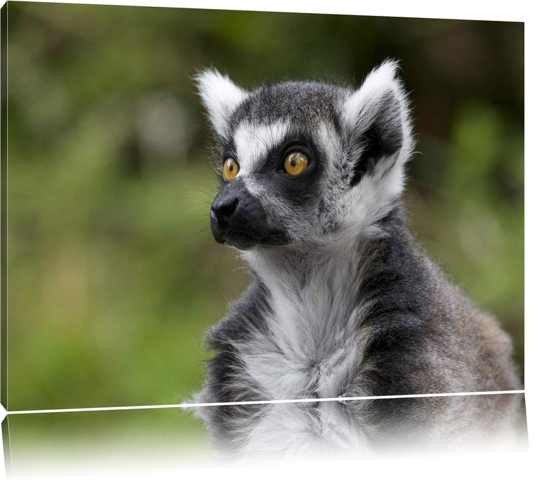 Pixxprint neugieriger Katta, Leinwandbild