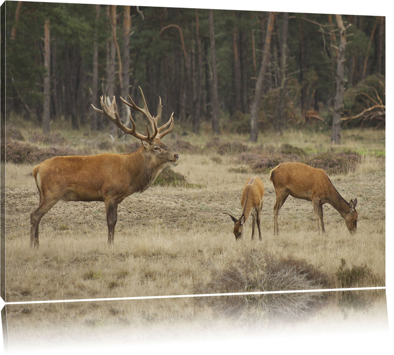 Pixxprint Hirschfamilie auf Waldlichtung, Leinwandbild