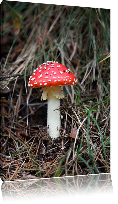 Pixxprint Fliegenpilz im Wald, Leinwandbild
