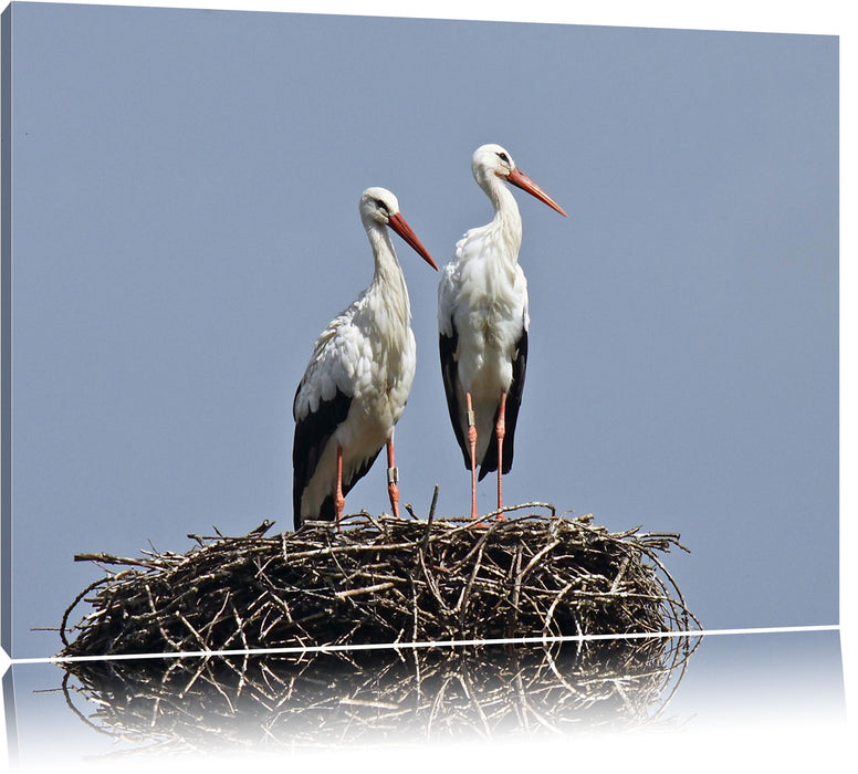 zwei stolze Störche im Nest, Leinwandbild