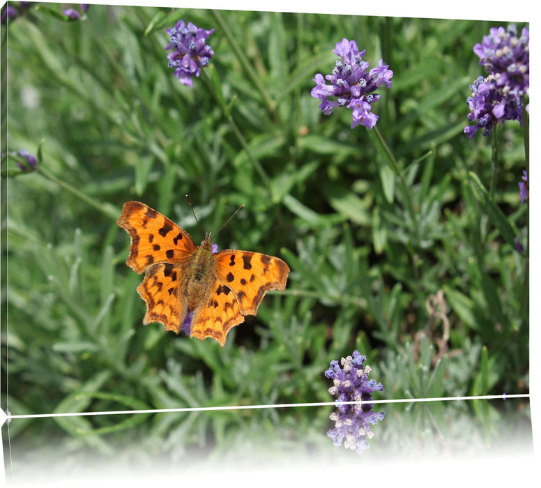 Pixxprint Schmetterling auf Blumenwiese, Leinwandbild