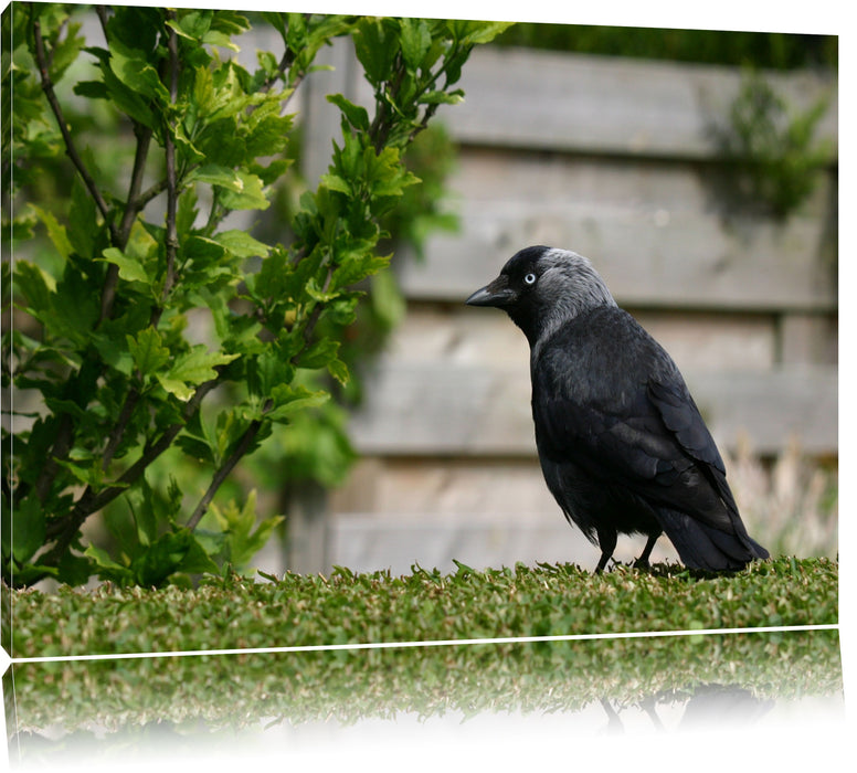 Pixxprint Vogel auf Gartenwiese, Leinwandbild