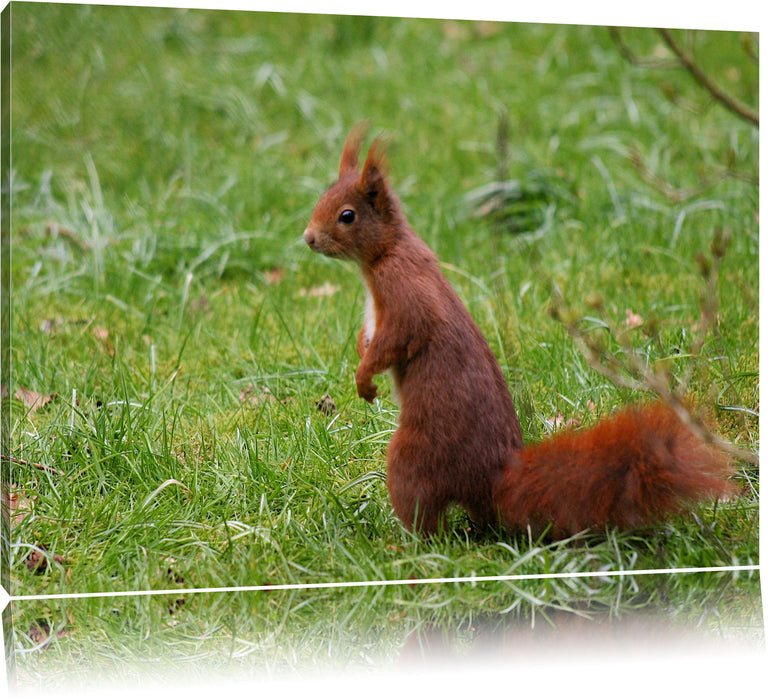 Pixxprint Eichhörnchen, Leinwandbild