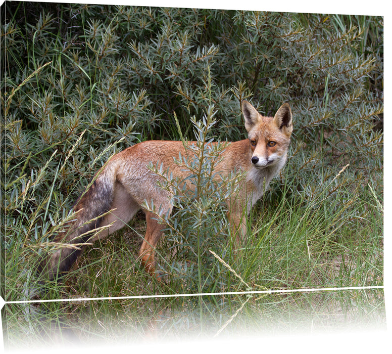 Pixxprint Fuchs im Wildstrauch, Leinwandbild