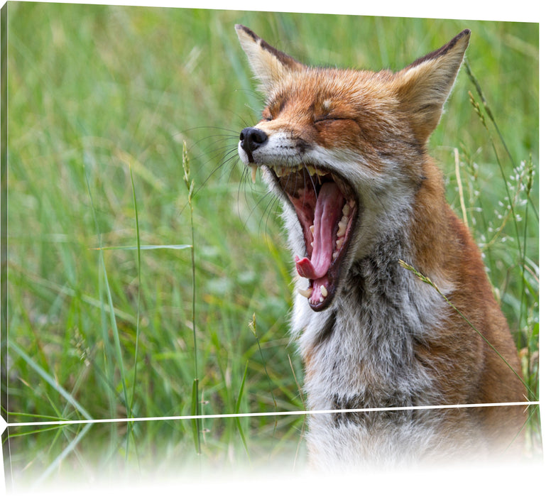 Pixxprint müder Fuchs auf Wildwiese, Leinwandbild