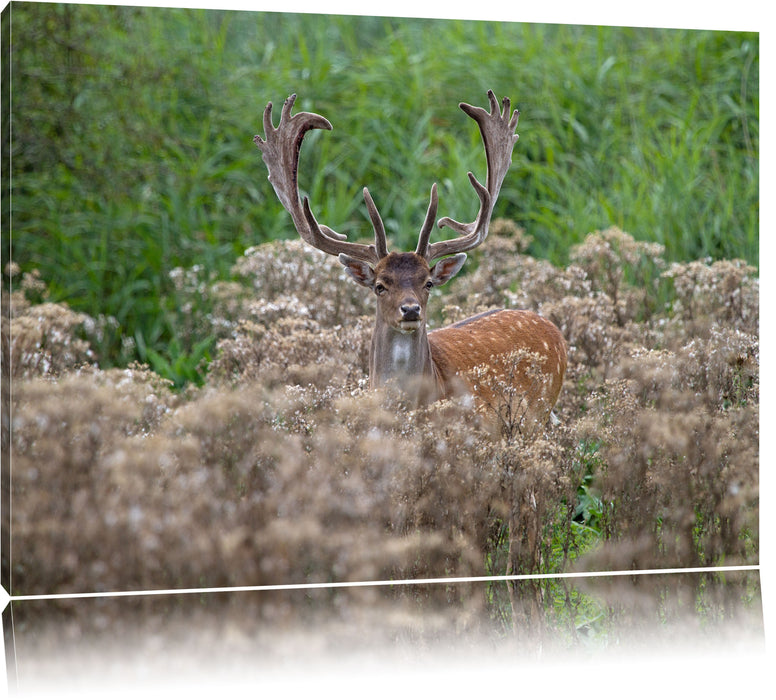 Pixxprint Hirschbock auf Wildwiese, Leinwandbild