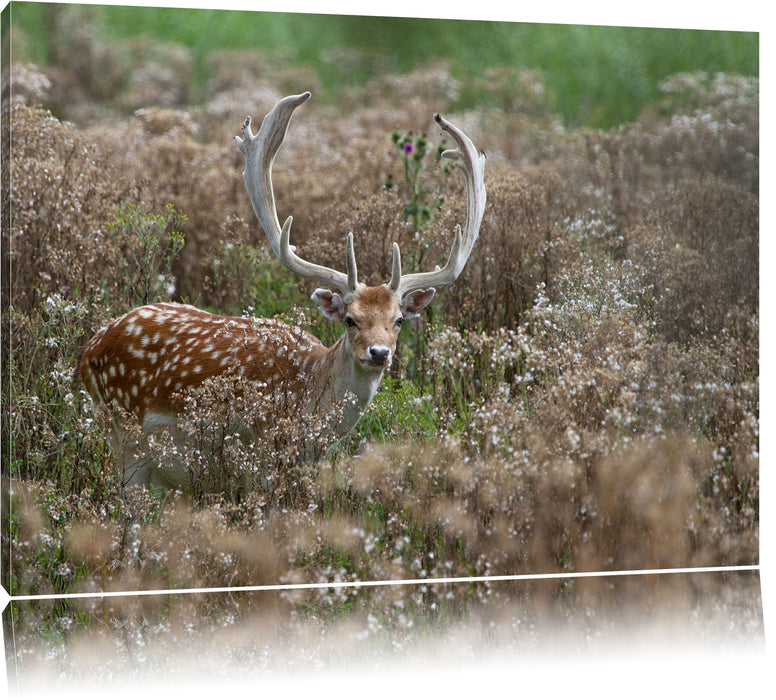 Pixxprint Axishirsch auf Wildwiese, Leinwandbild