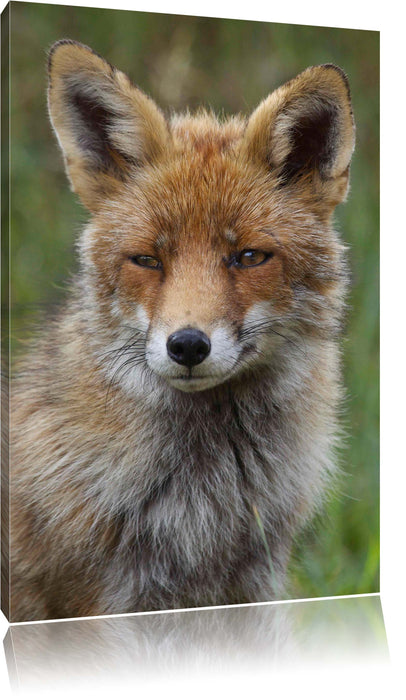 Pixxprint schöner Fuchs, Leinwandbild