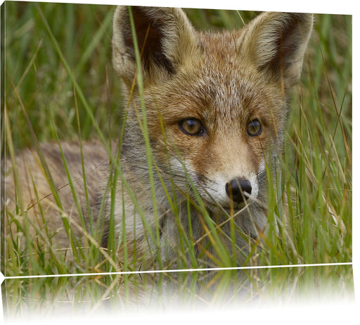 junger Fuchs auf Wiese Leinwandbild