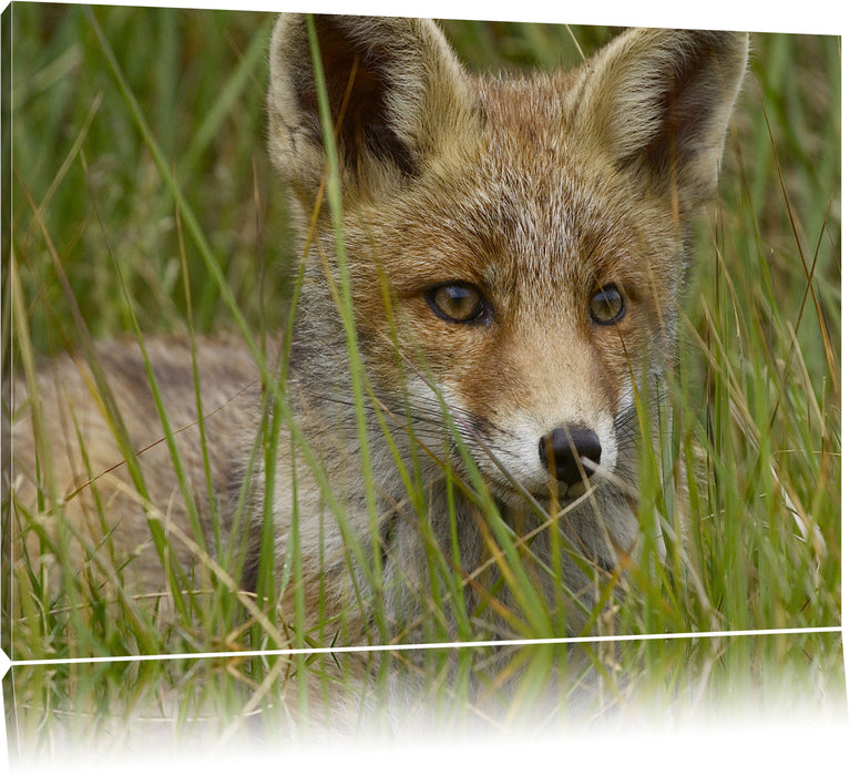 Pixxprint junger Fuchs auf Wiese, Leinwandbild