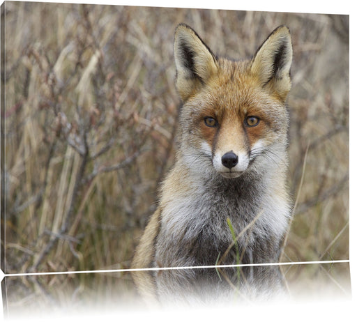 aufmerksamer Fuchs im Geäst Leinwandbild