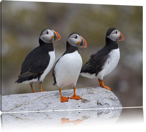 Papageitaucher Familie auf Felsen Leinwandbild