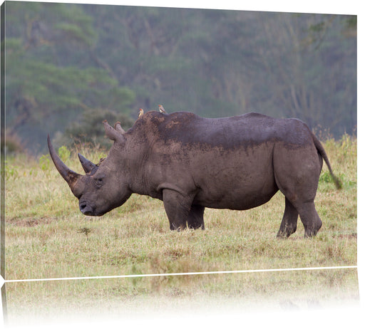 großes Nashorn in der Savanne Leinwandbild