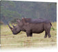 großes Nashorn in der Savanne Leinwandbild