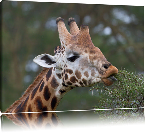 schöne Giraffe beim Fressen Leinwandbild