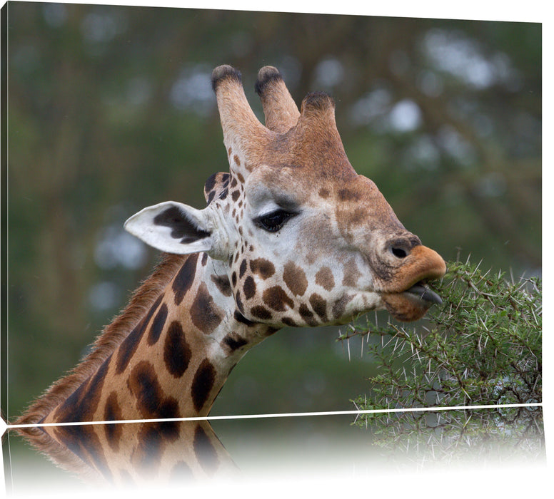 Pixxprint schöne Giraffe beim Fressen, Leinwandbild