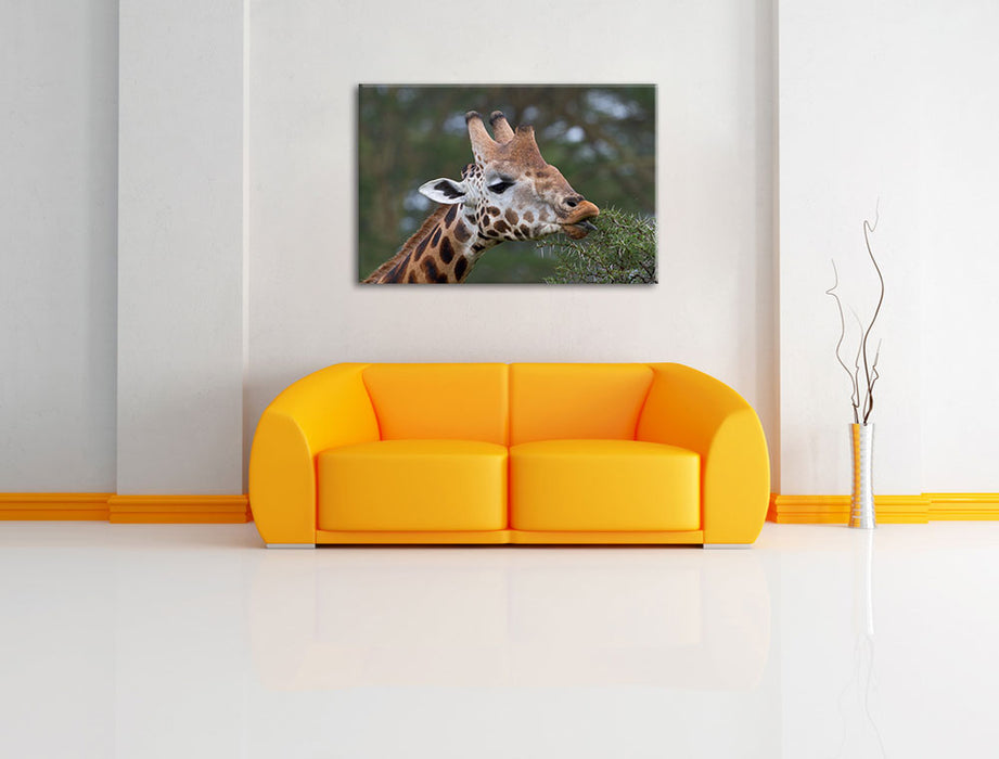 schöne Giraffe beim Fressen Leinwandbild über Sofa