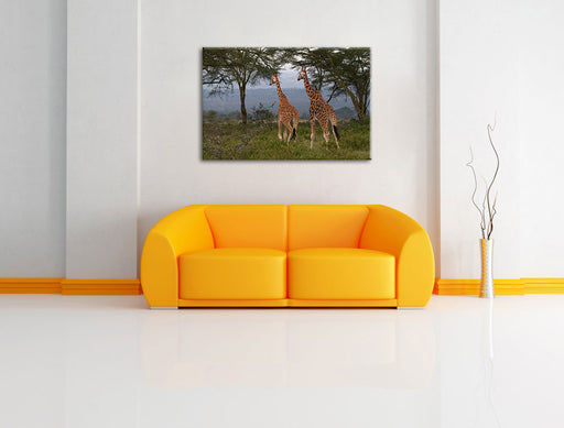 anmutige Giraffen in der Savanne Leinwandbild über Sofa