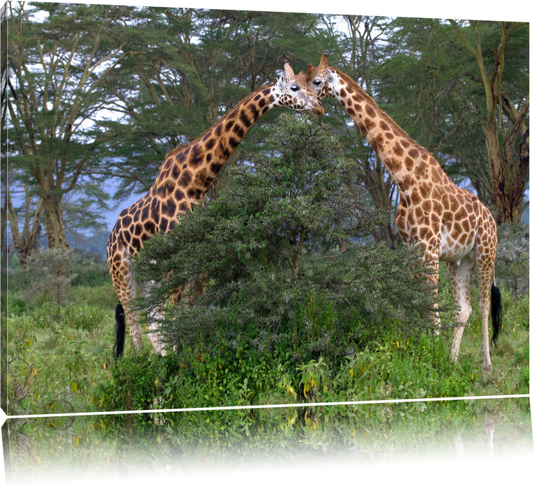 Pixxprint Giraffenpaar in der Savanne, Leinwandbild