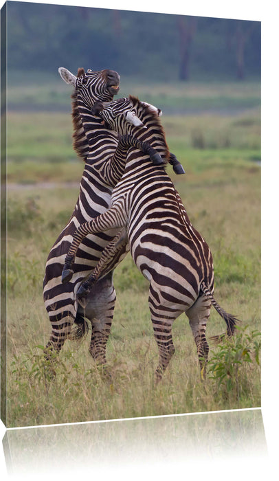 Pixxprint kämpfende Zebras, Leinwandbild