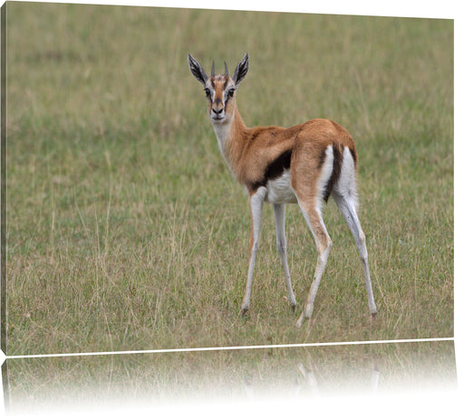 prächtige Gazelle auf Wiese Leinwandbild