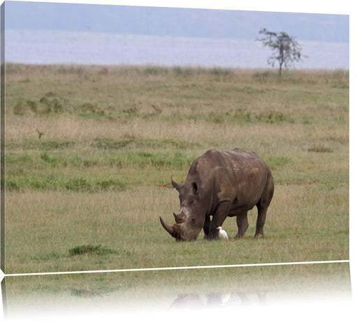 großes Nashorn beim Fressen Leinwandbild