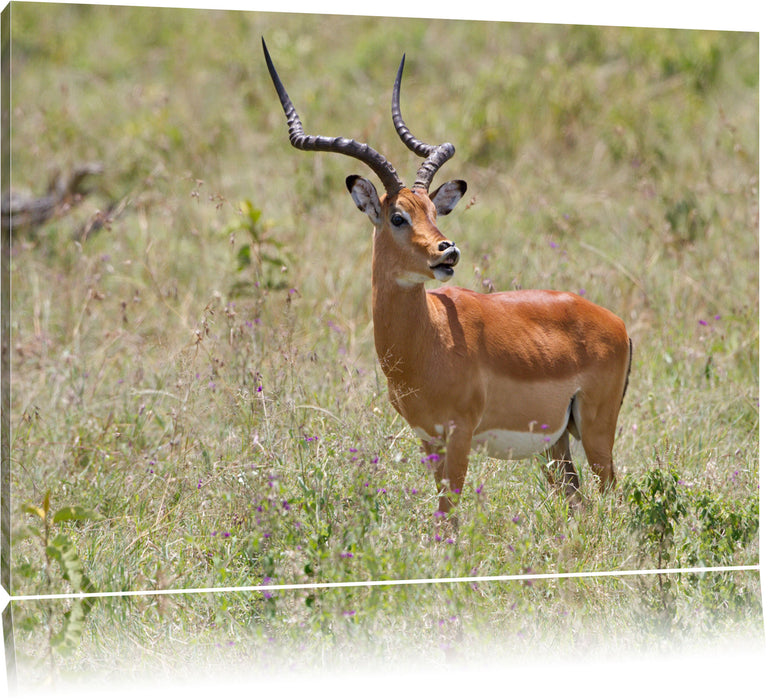 Pixxprint Dorkasgazelle im Wildgras, Leinwandbild