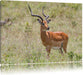 Dorkasgazelle im Wildgras Leinwandbild