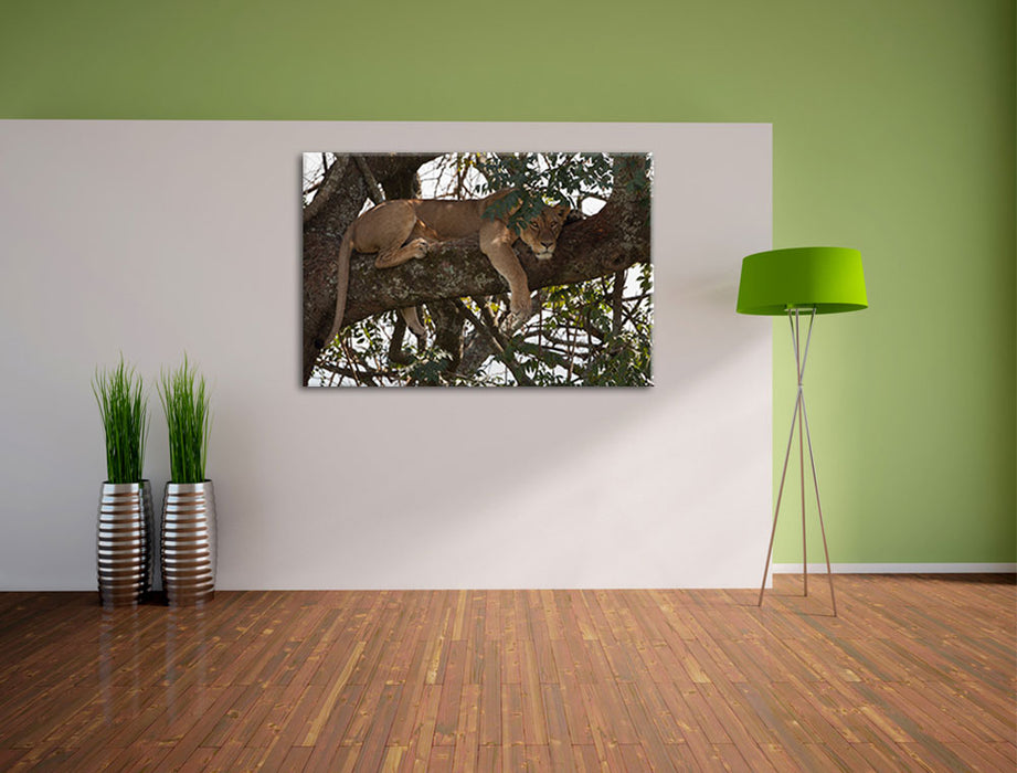 Löwenweibchen schläft auf Baum Leinwandbild im Flur