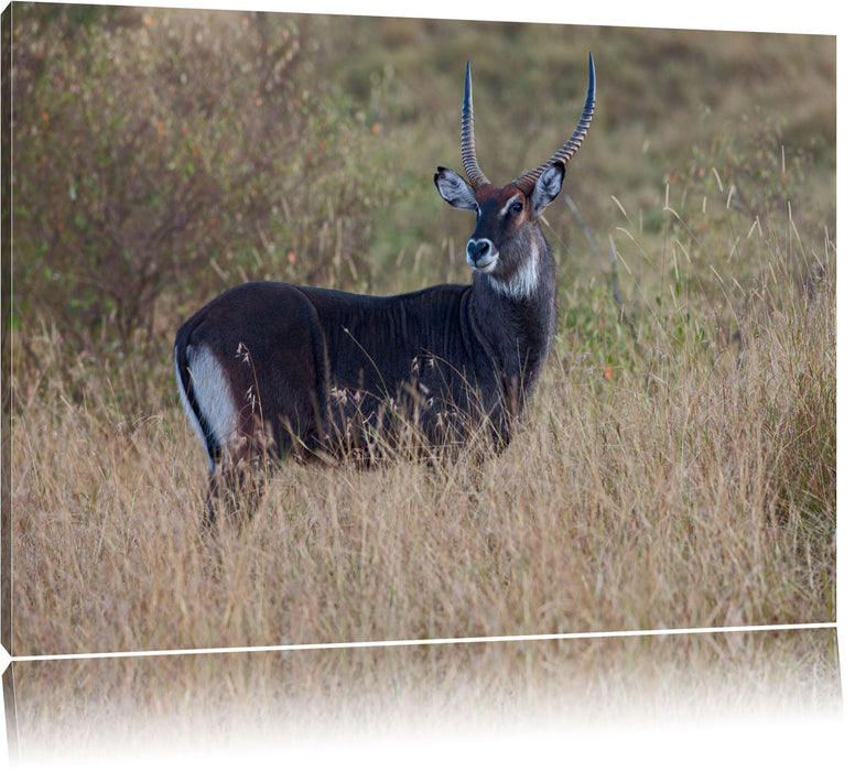 Pixxprint ausgewachsene Dorkasgazelle, Leinwandbild