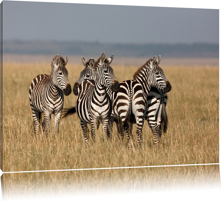 Pixxprint kleine Zebrahorde, Leinwandbild