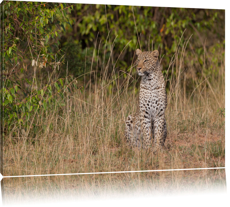 Pixxprint anmutiger Leopard im hohen Gras, Leinwandbild