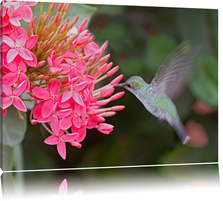 Pixxprint Kolibri an Blüte, Leinwandbild