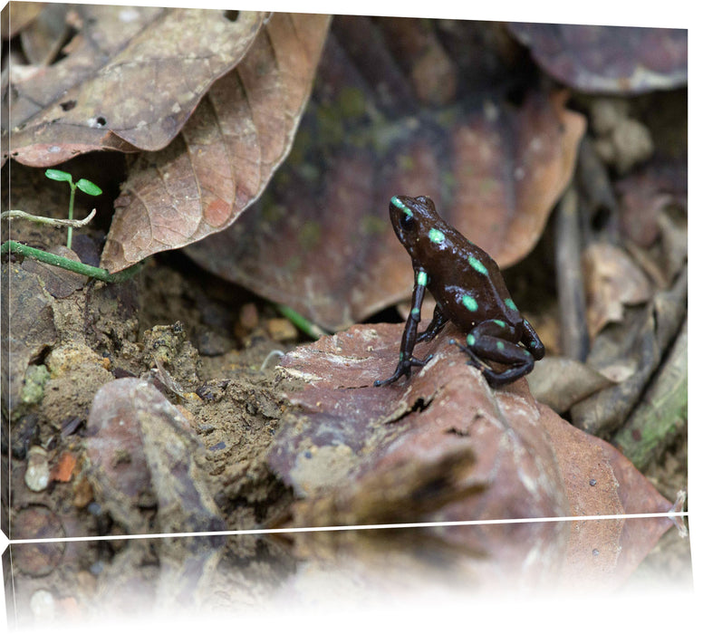 Pixxprint Baumsteiger Frosch, Leinwandbild