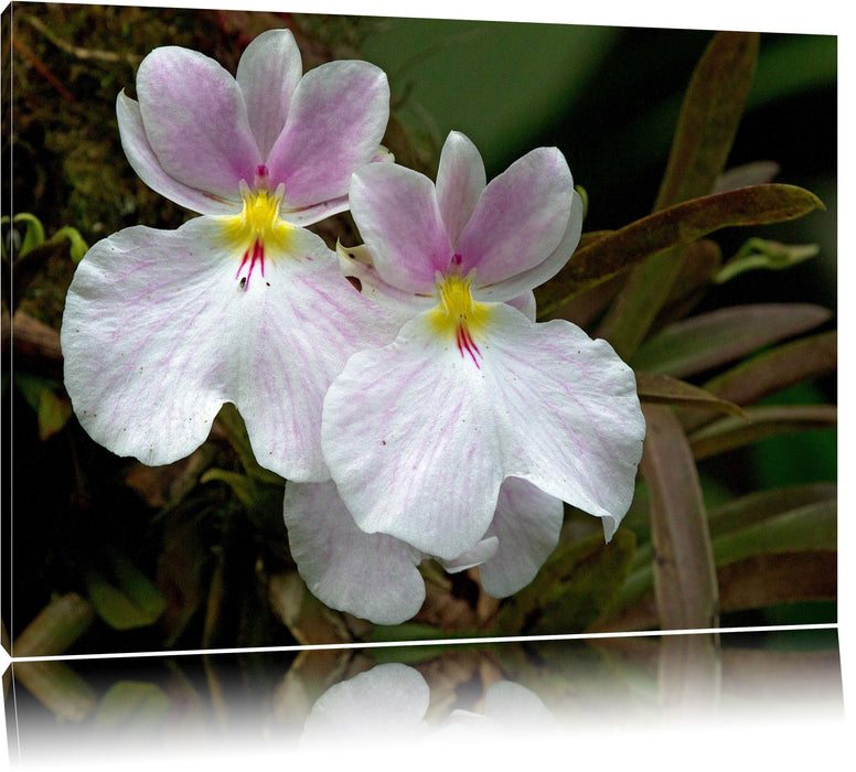 Pixxprint außergewöhnliche Blüte, Leinwandbild