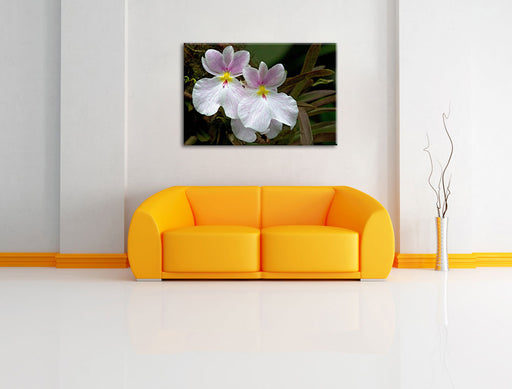 außergewöhnliche Blüte Leinwandbild über Sofa
