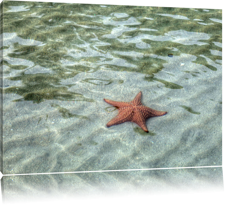 Pixxprint Seestern im klaren Wasser, Leinwandbild