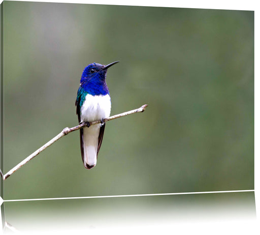 kleiner farbenfroher Vogel Leinwandbild