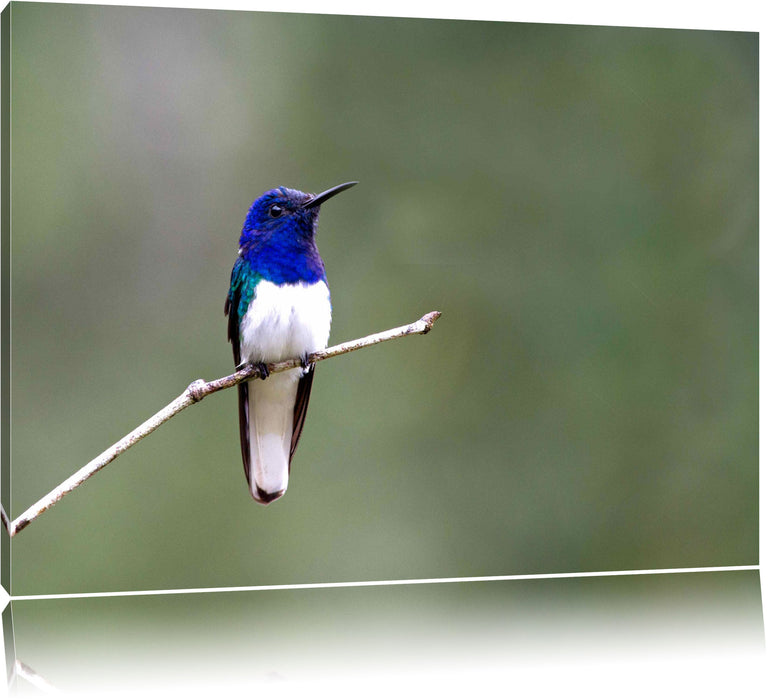 Pixxprint kleiner farbenfroher Vogel, Leinwandbild