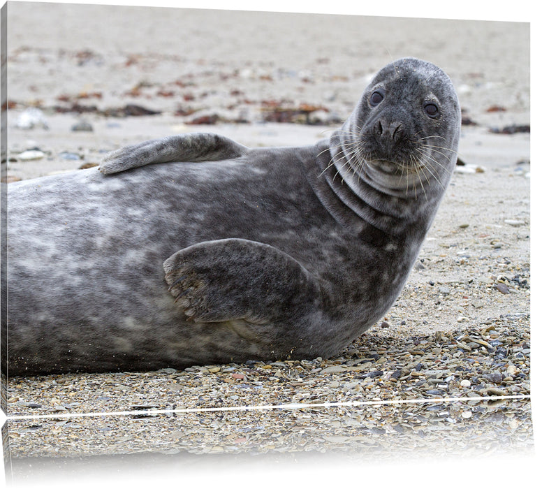 Pixxprint Robbe an Kiesstrand, Leinwandbild