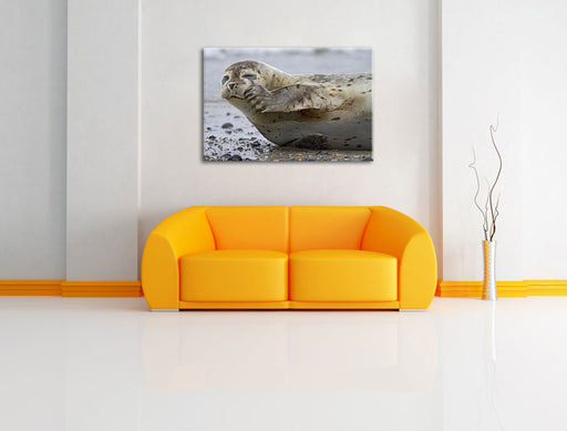süße Robbe beim Putzen Leinwandbild über Sofa