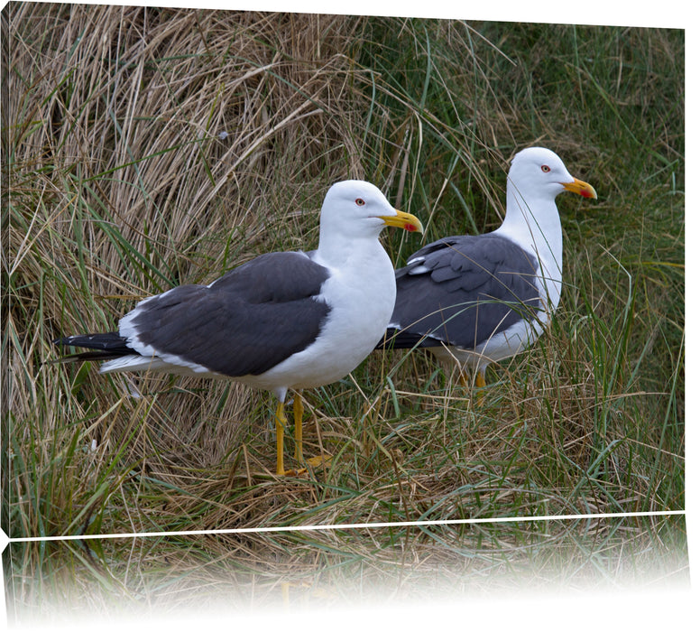 Pixxprint zwei Möwen im hohen Gras, Leinwandbild