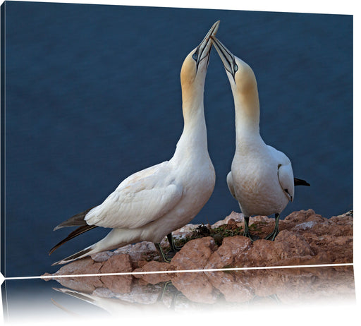 außergewöhnliche Vögel am Meer Leinwandbild